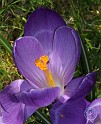 Crocus 8P076D-17